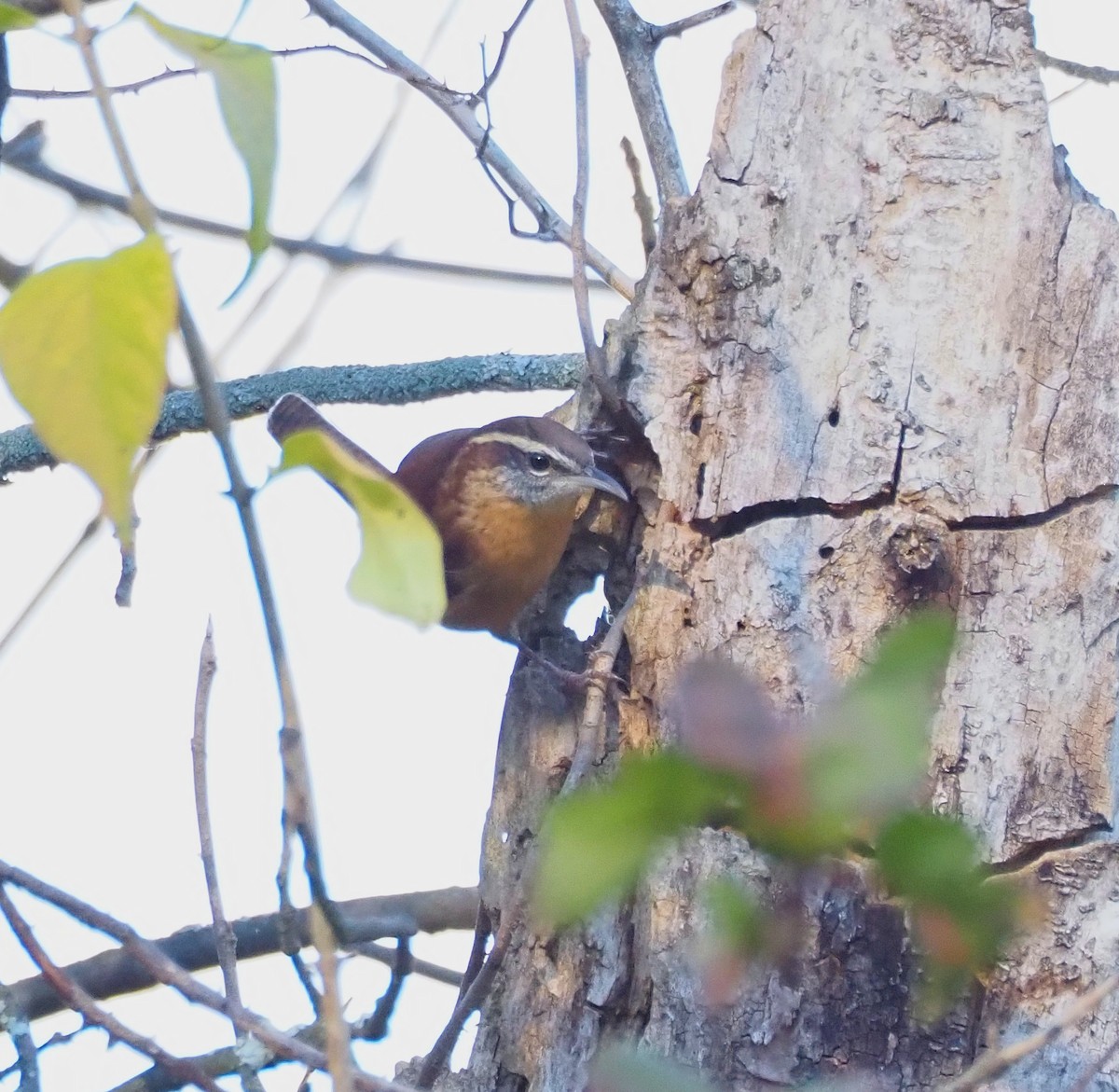 Carolina Wren - ML644558010