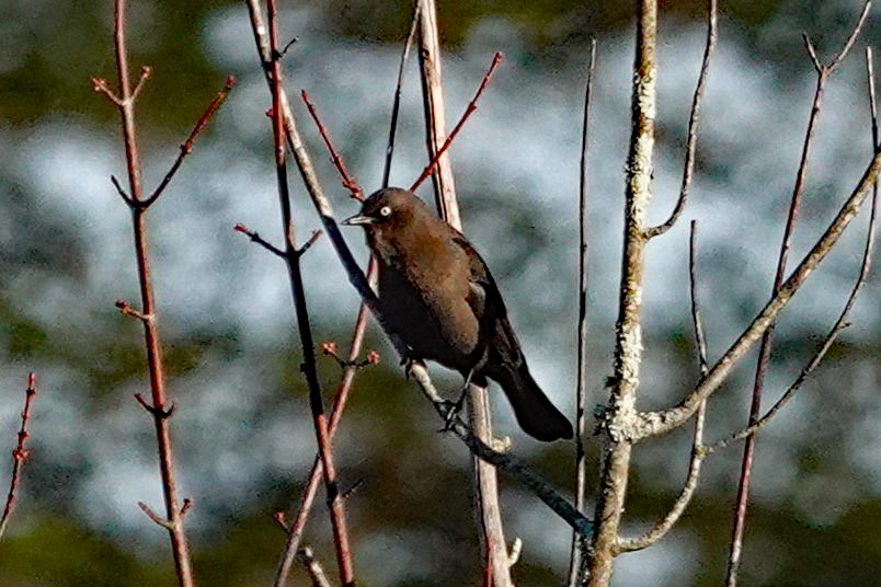Rusty Blackbird - ML644558011