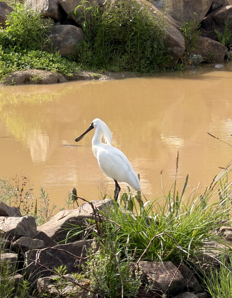 Mokozabal burubeltza - ML644558026