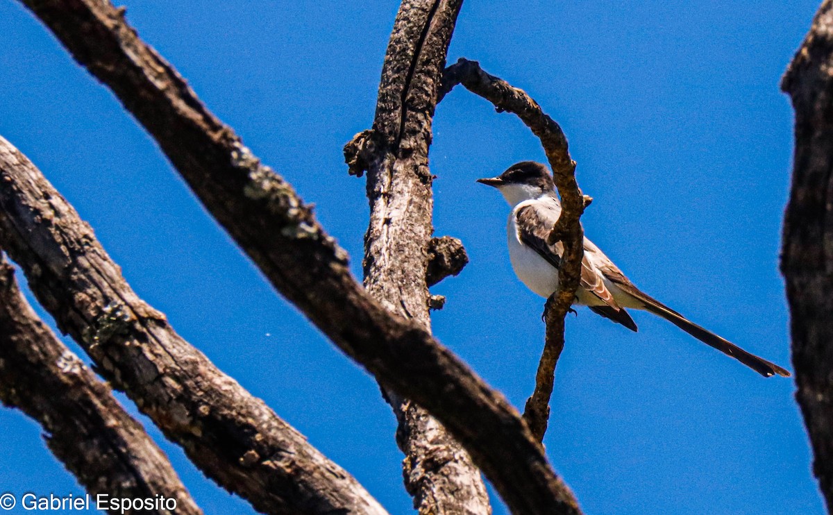Fork-tailed Flycatcher - ML644558028