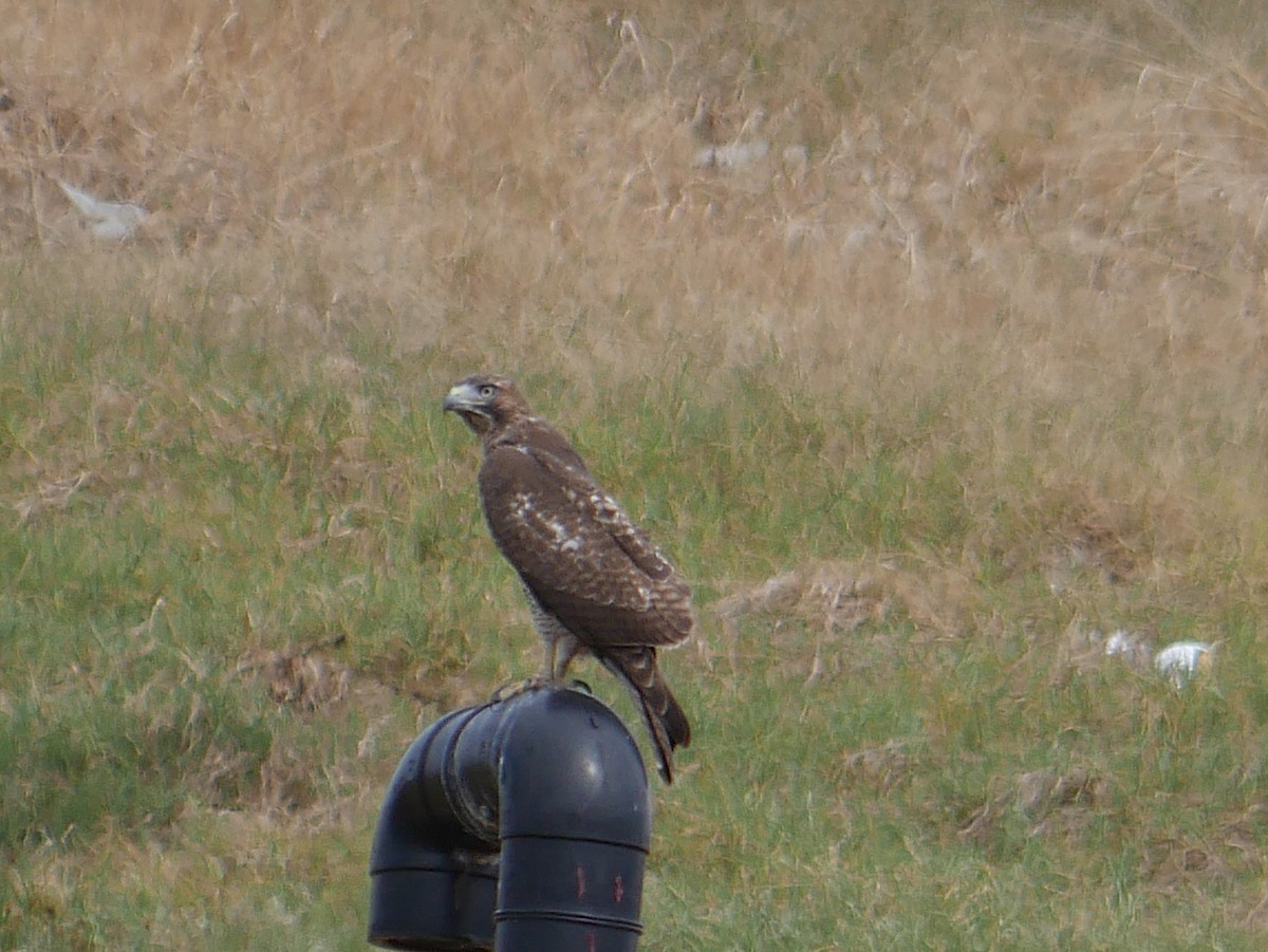 Busardo Colirrojo - ML644558035