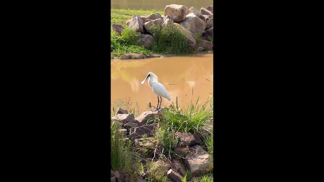 kolpík královský - ML644558039