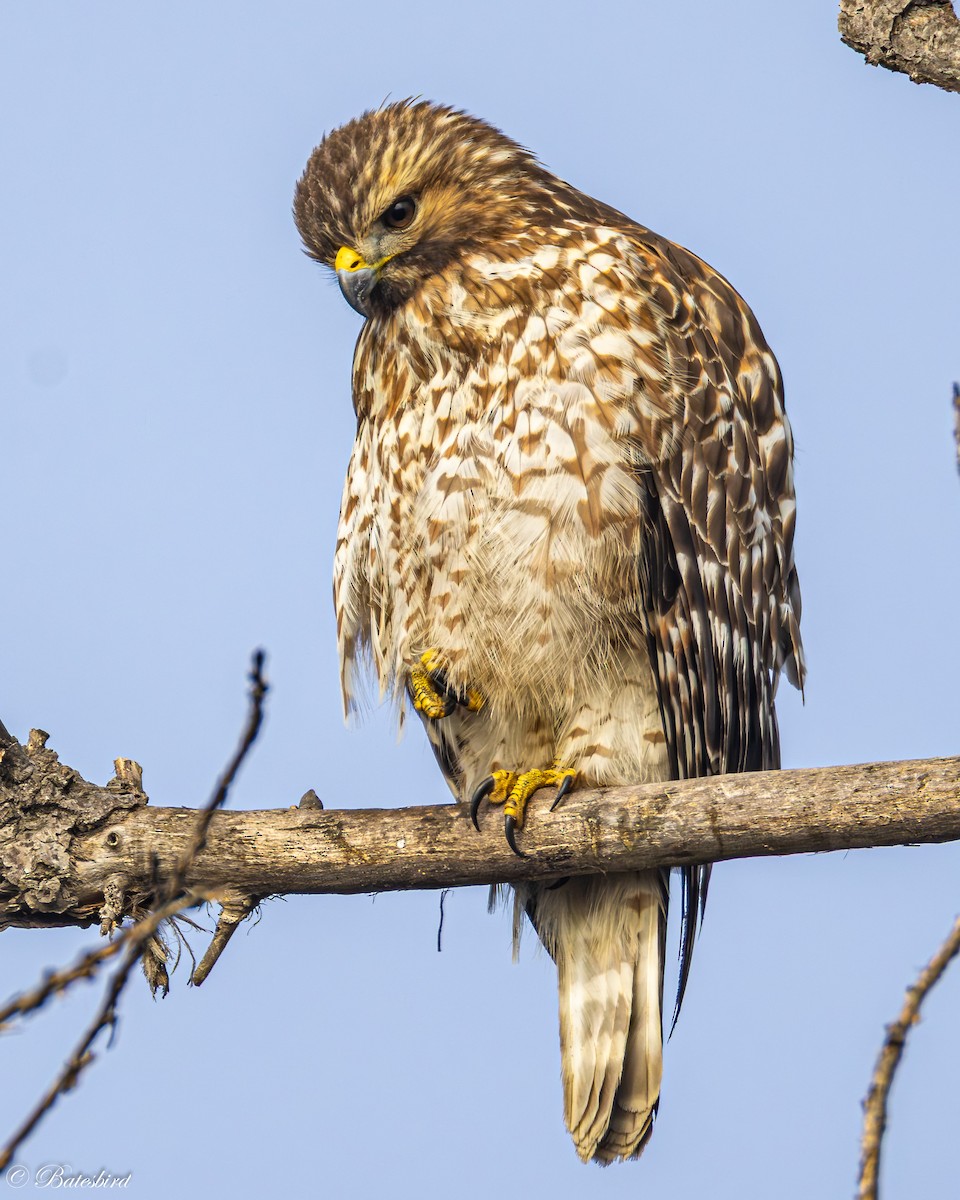 Red-shouldered Hawk (elegans) - ML644558040