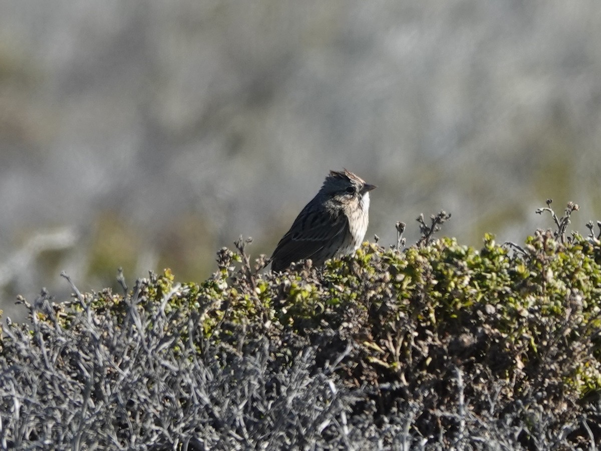 strnadec pruhohlavý - ML644558041