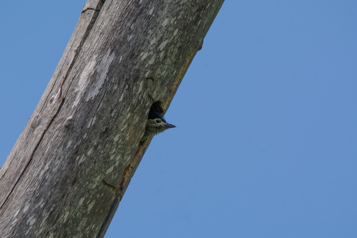 Pic à tête blonde - ML644558043