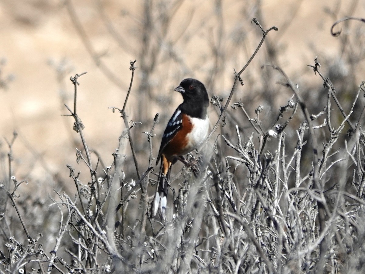 Spotted Towhee - Norman Uyeda