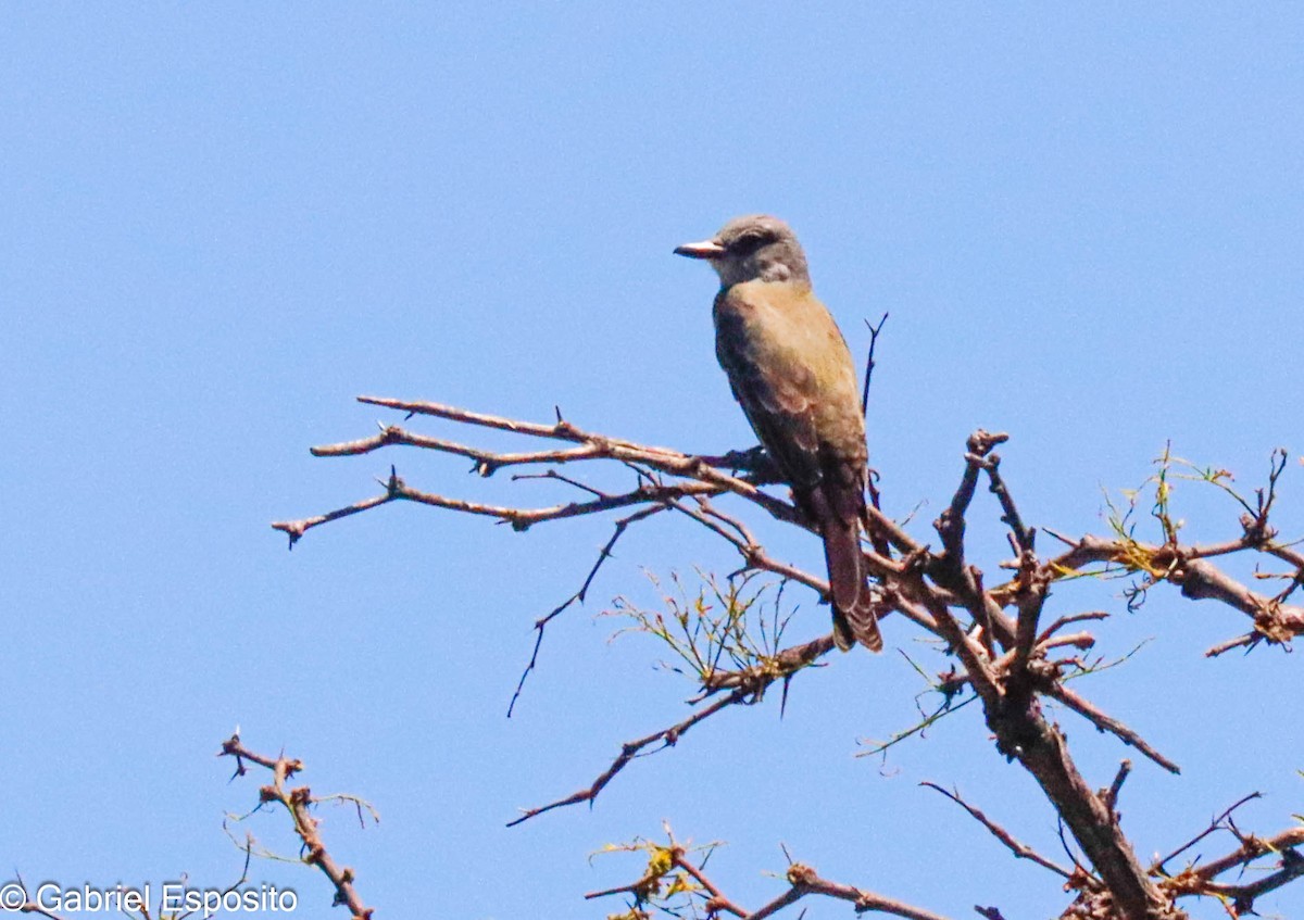 Tyran mélancolique - ML644558062