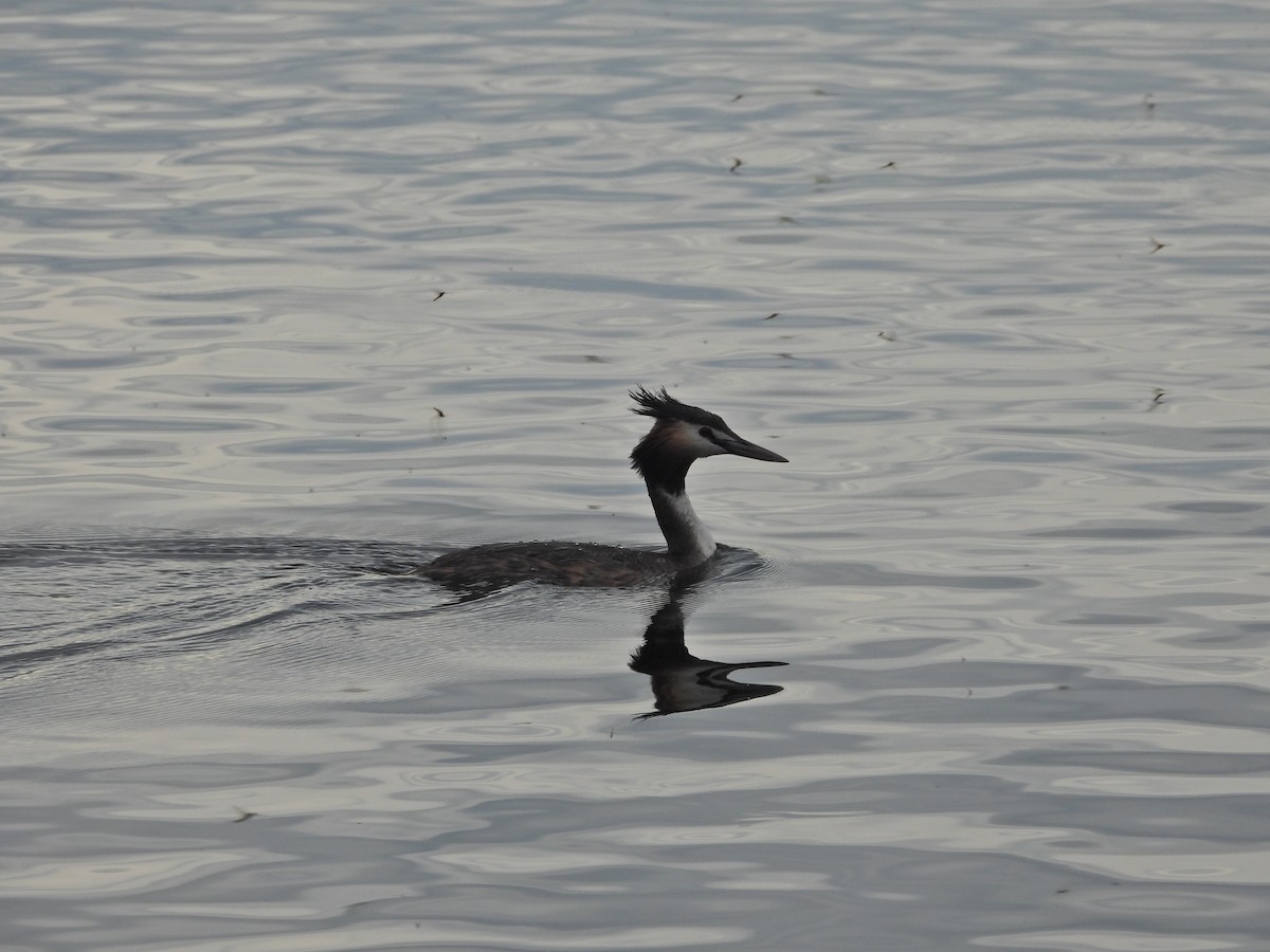 Отгот шунгуур - ML644558065