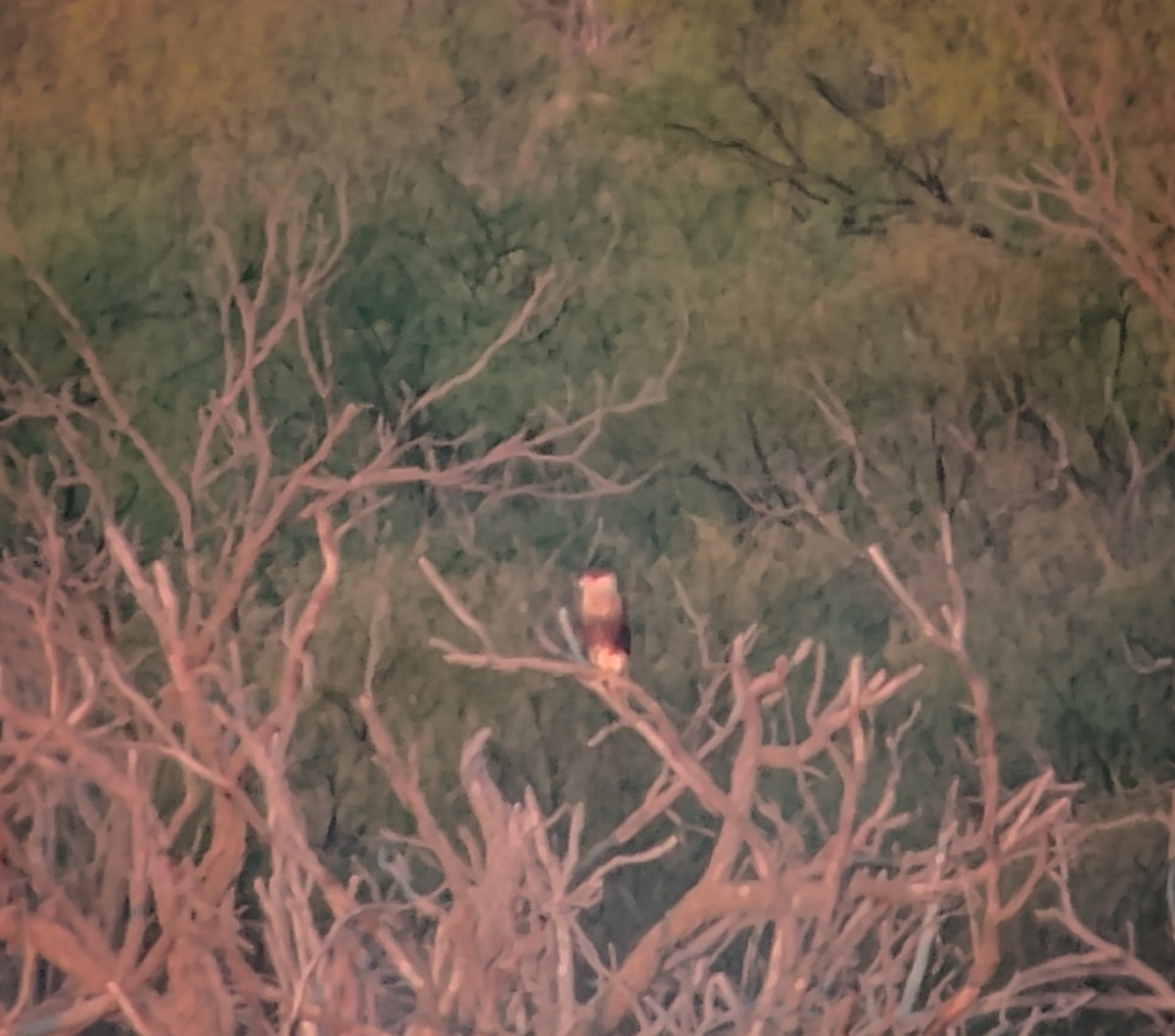 Crested Caracara (Northern) - ML644558069