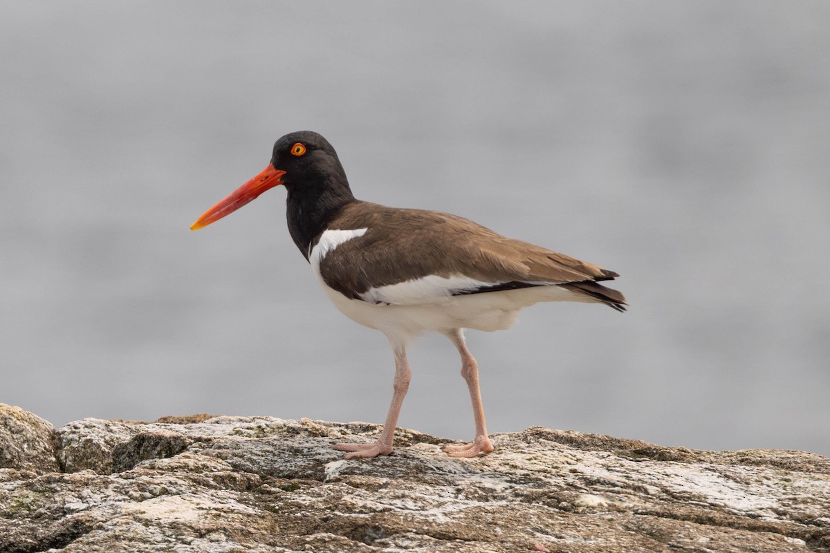 American Oystercatcher - ML644558077
