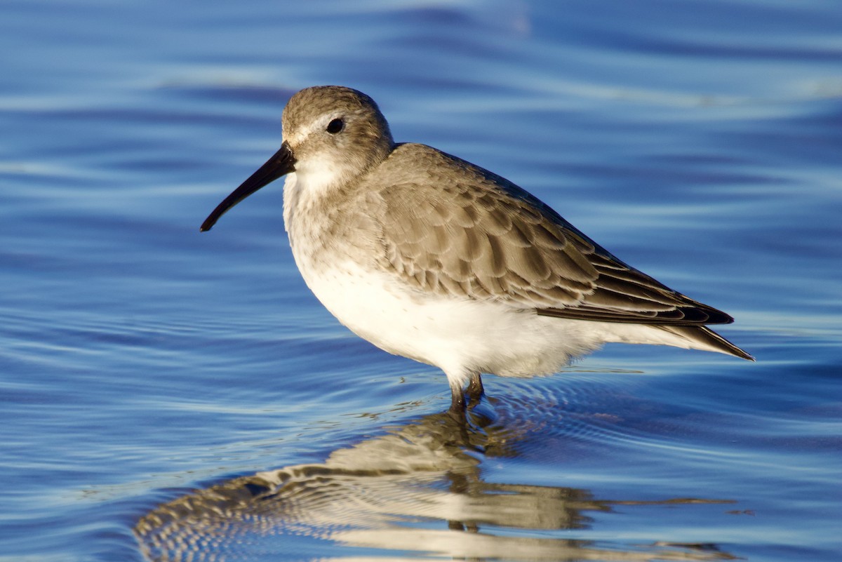 Alpenstrandläufer - ML644558079