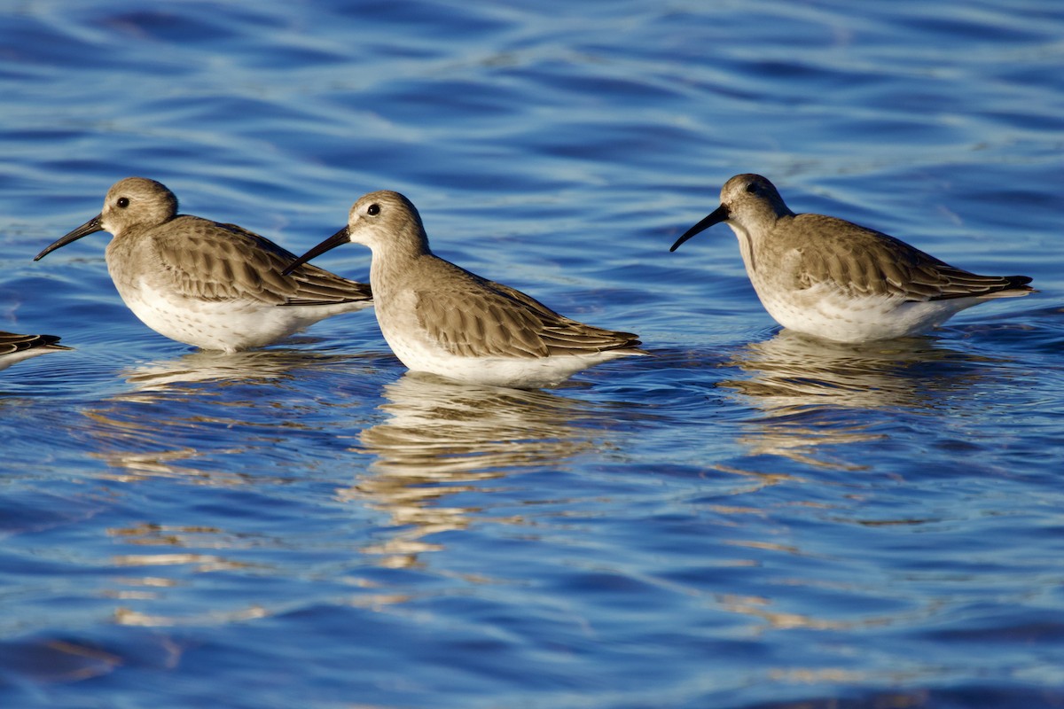 Alpenstrandläufer - ML644558080