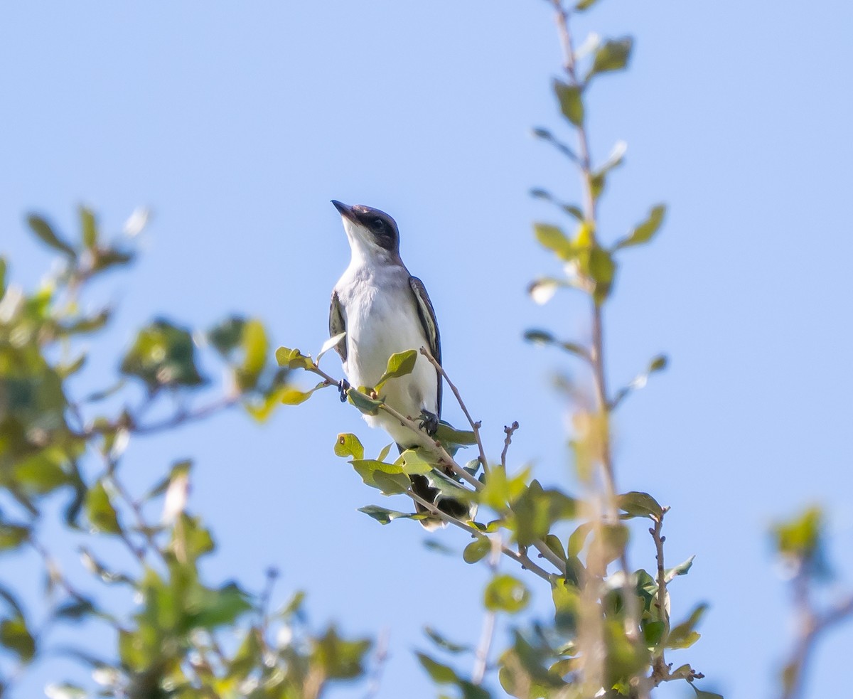 Tyran tritri - ML644558083