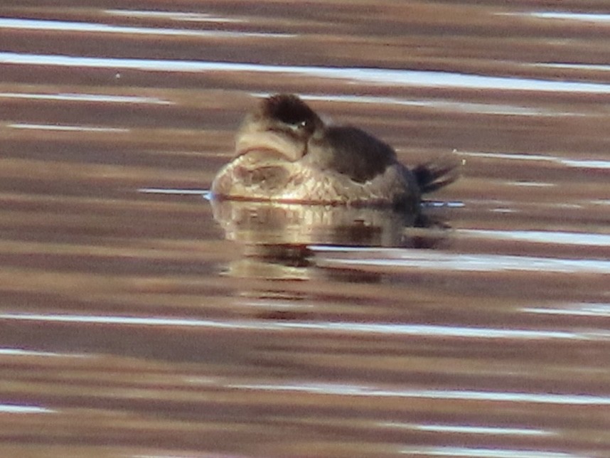 Американская савка - ML644558086