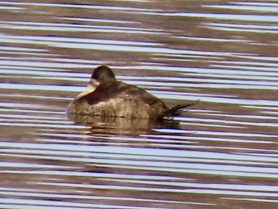 Американская савка - ML644558087