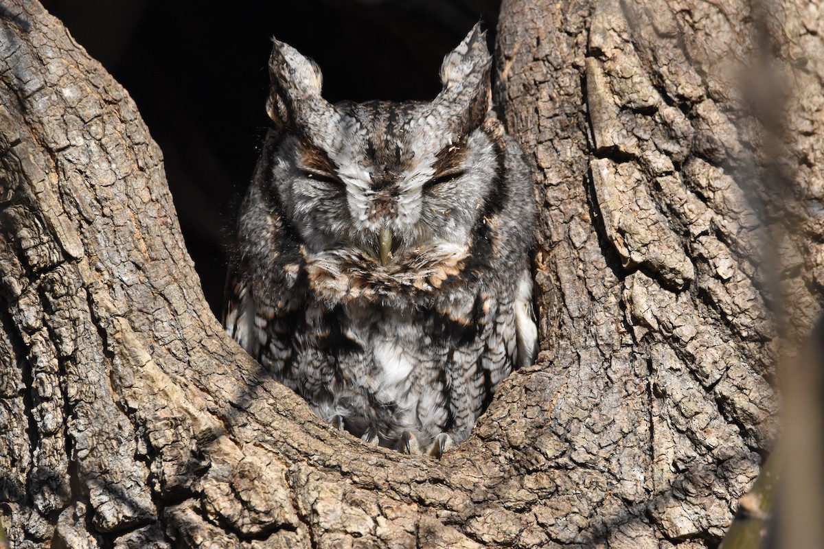 Eastern Screech-Owl - ML644558088