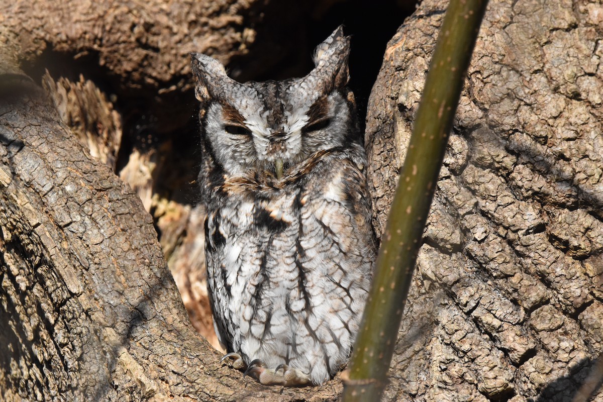 Eastern Screech-Owl - ML644558089
