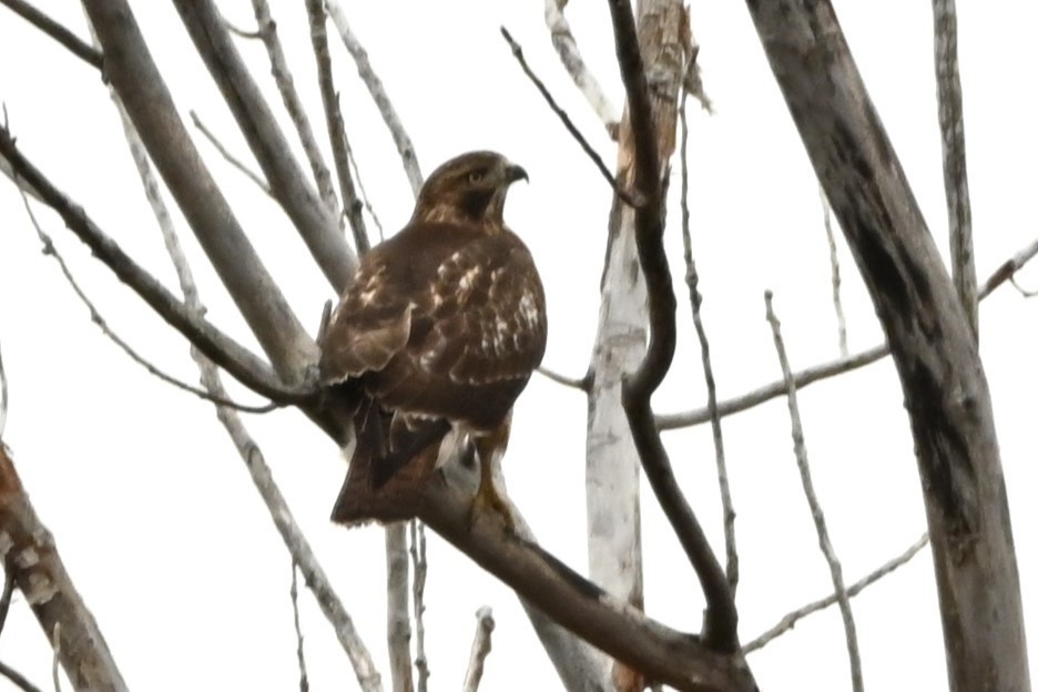 Busardo Colirrojo - ML644558099