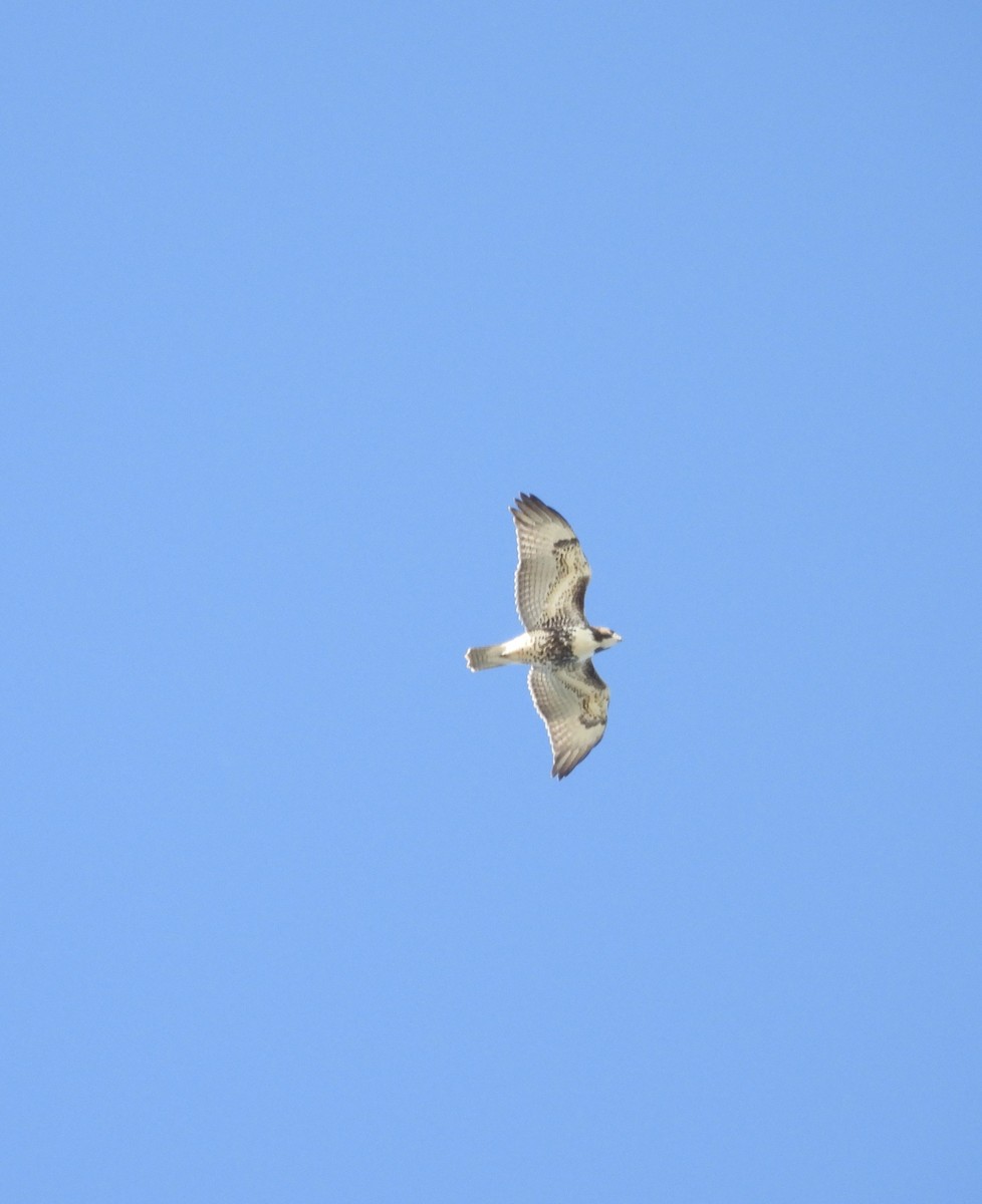 Busardo Colirrojo - ML644558101