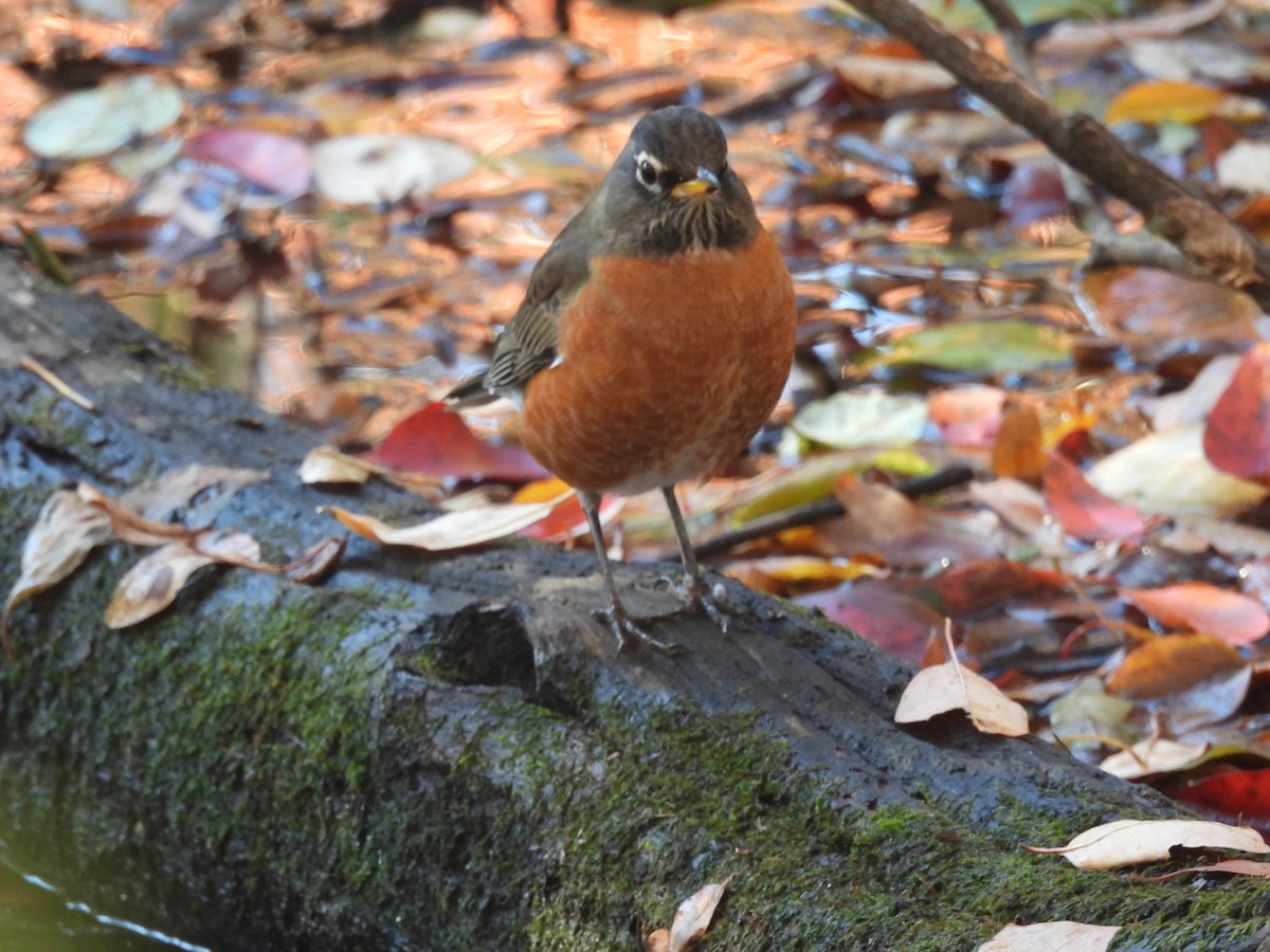 קיכלי נודד - ML644558104