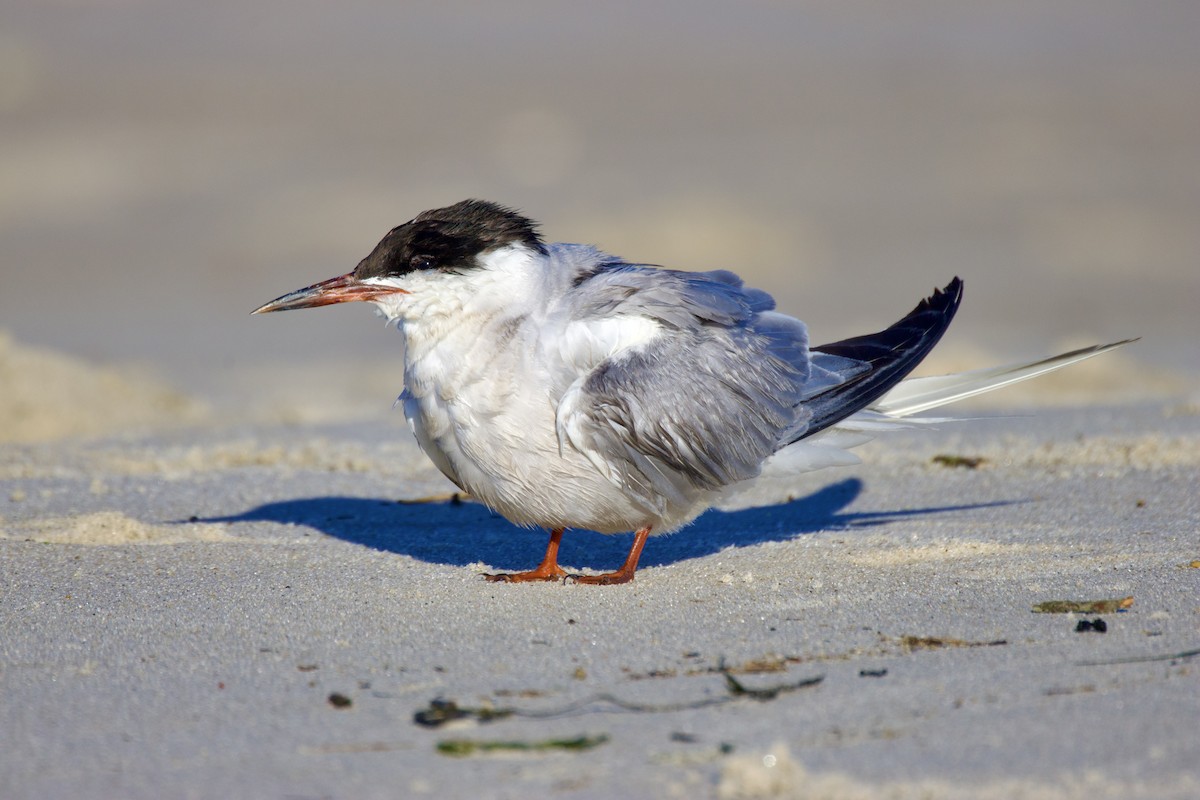 Txenada arrunta - ML644558105