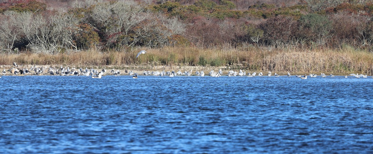 Gavión Atlántico - ML644558108