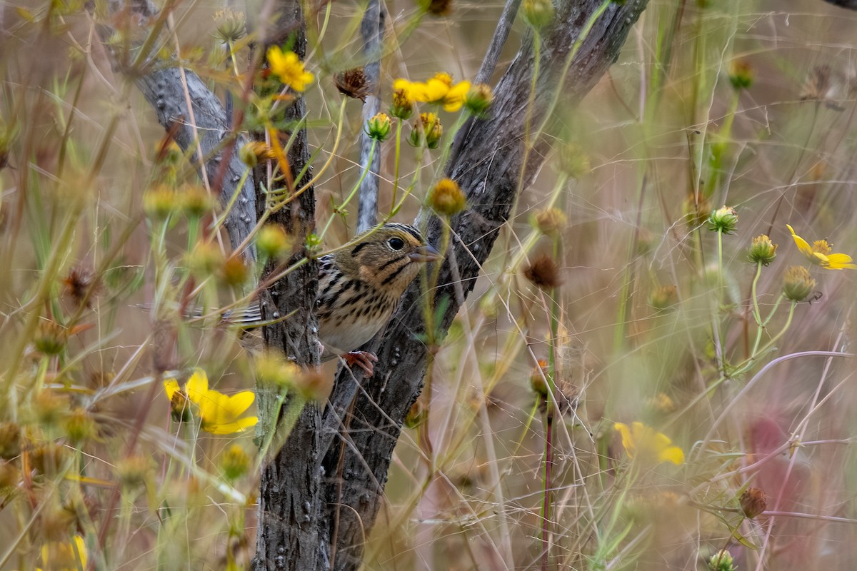 Henslow's Sparrow - ML644558110