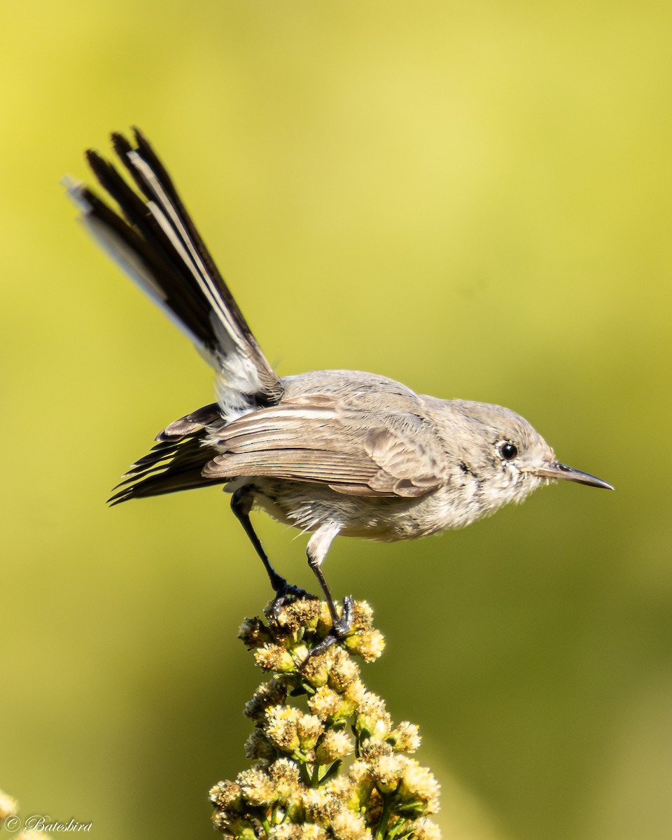 Blue-gray Gnatcatcher - ML644558111