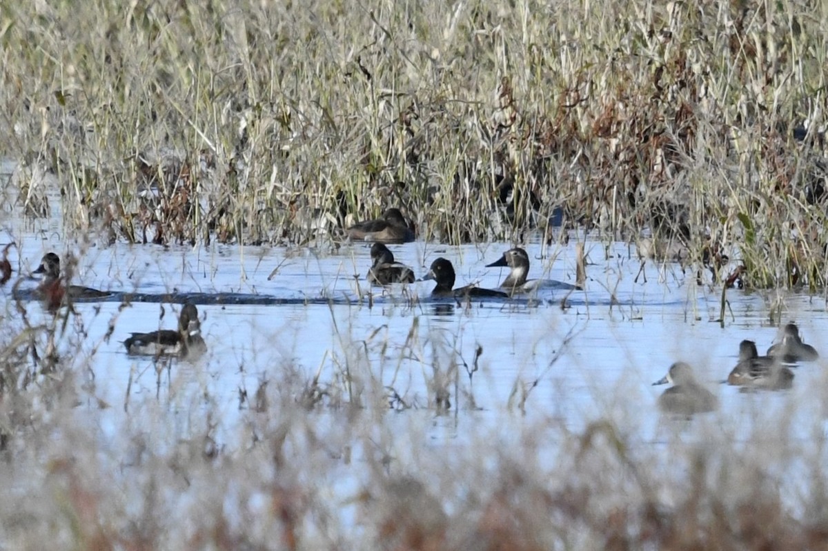 Porrón Coacoxtle - ML644558112
