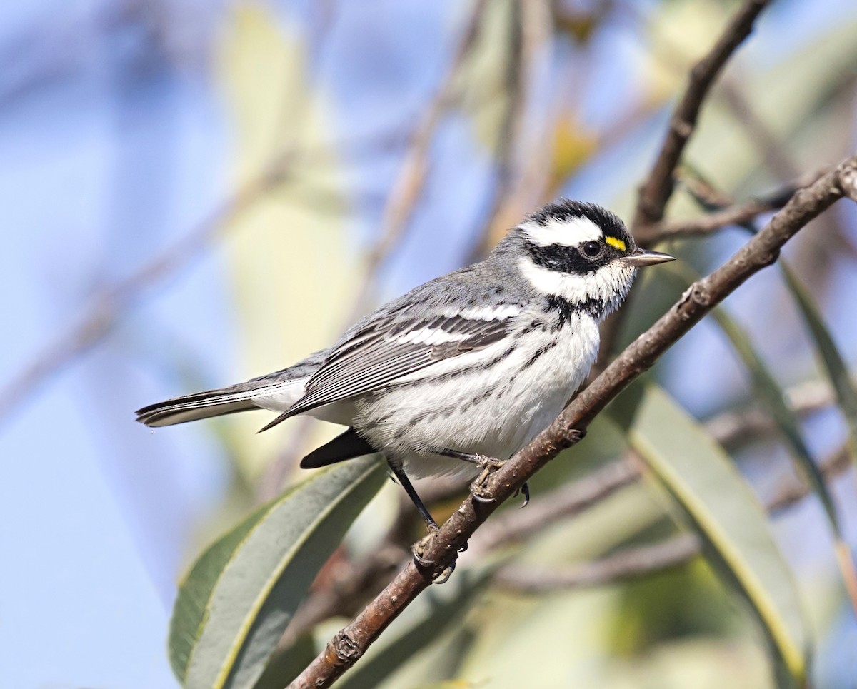 Black-throated Gray Warbler - ML644558117