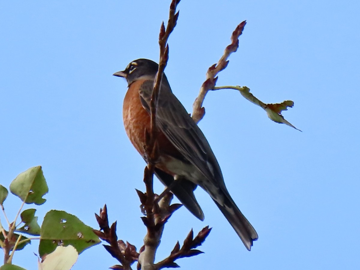 קיכלי נודד - ML644558119