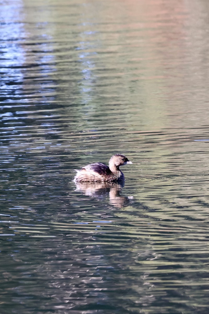 ringnebbdykker - ML644558127