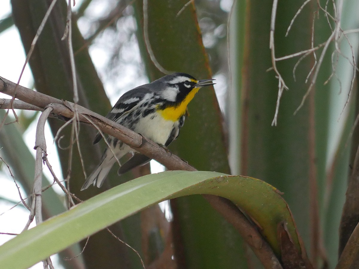 Yellow-throated Warbler - ML644558137