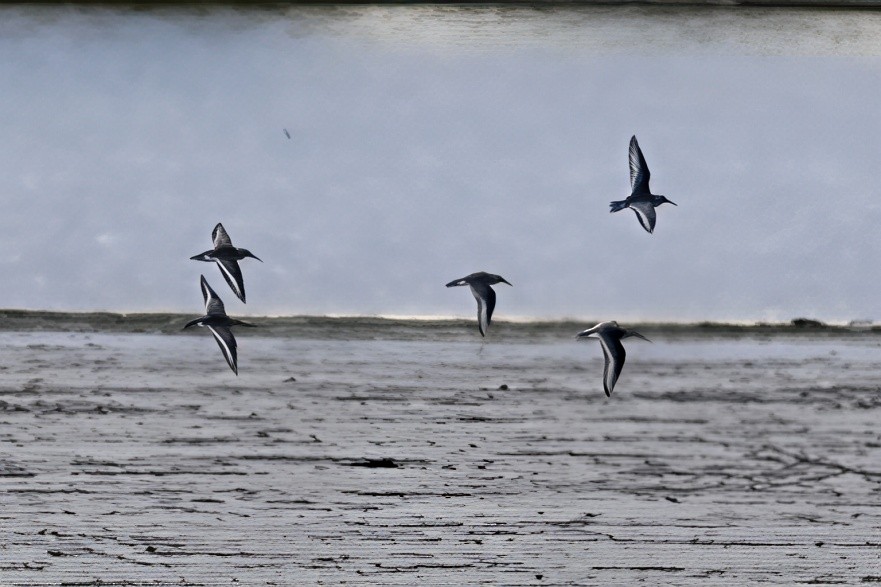 Alpenstrandläufer - ML644558143