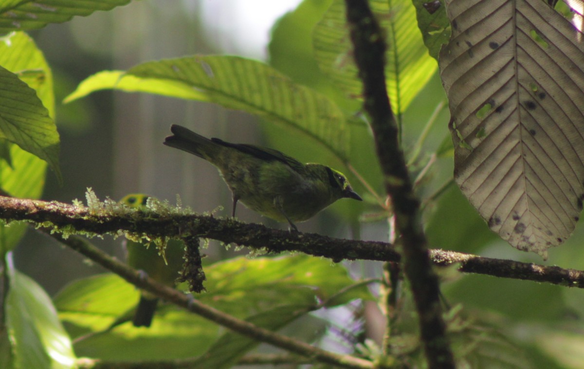 Emerald Tanager - ML644558157