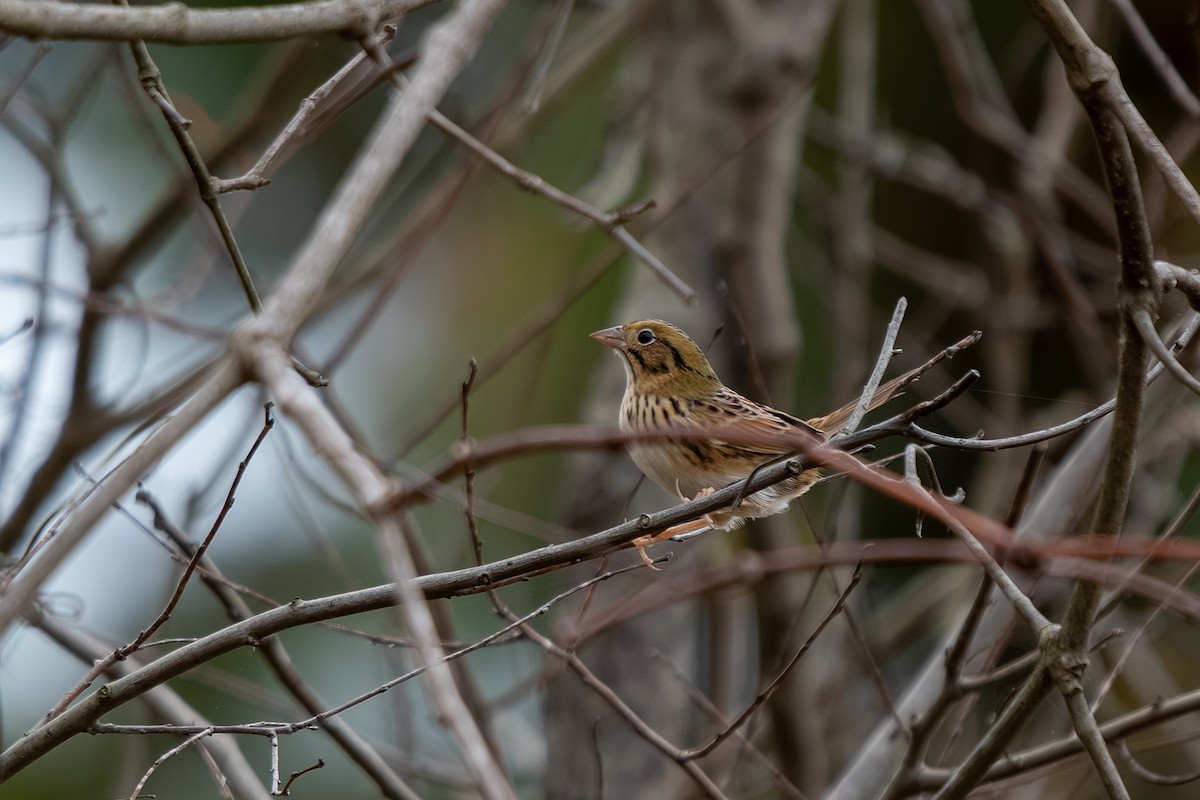 Henslow's Sparrow - ML644558171