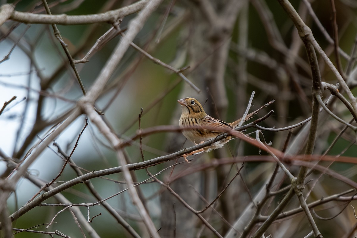 Henslow's Sparrow - ML644558172