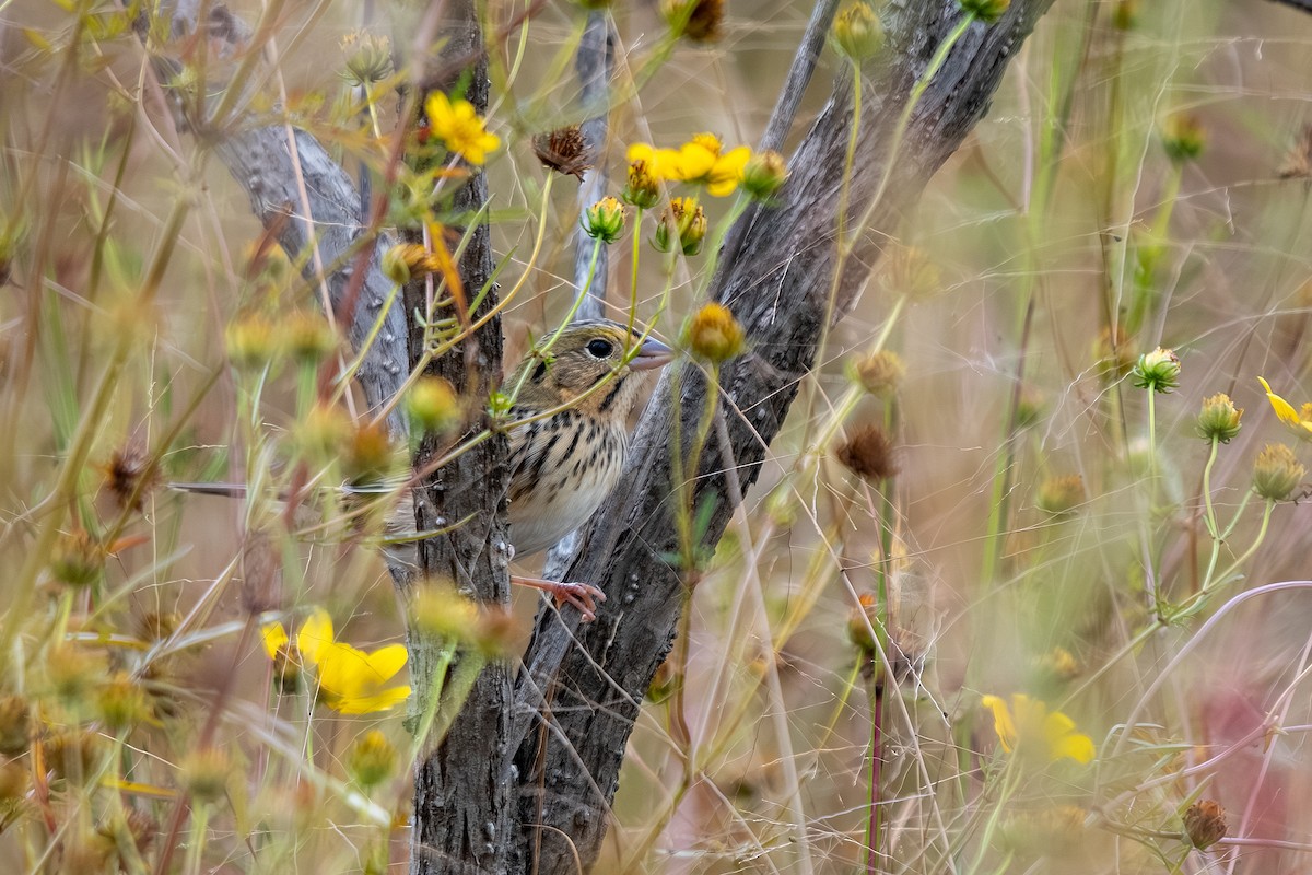 Henslow's Sparrow - ML644558173