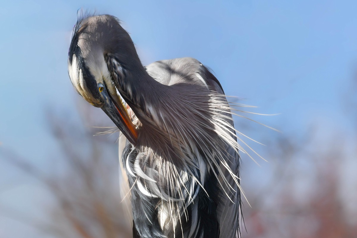 Great Blue Heron - ML644558185