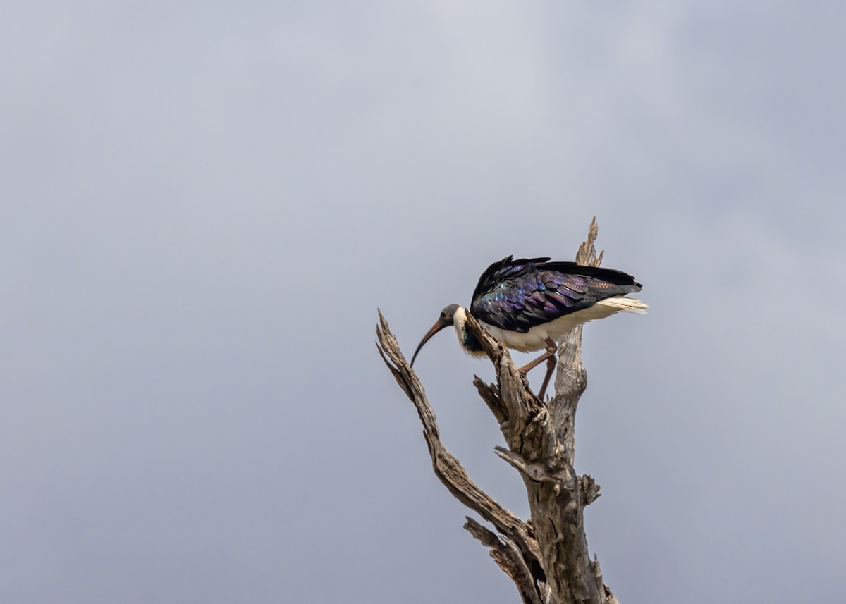 Straw-necked Ibis - ML644558192