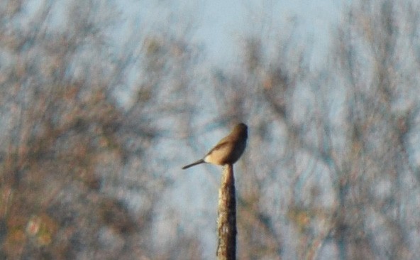 ťuhýk severní - ML644558198