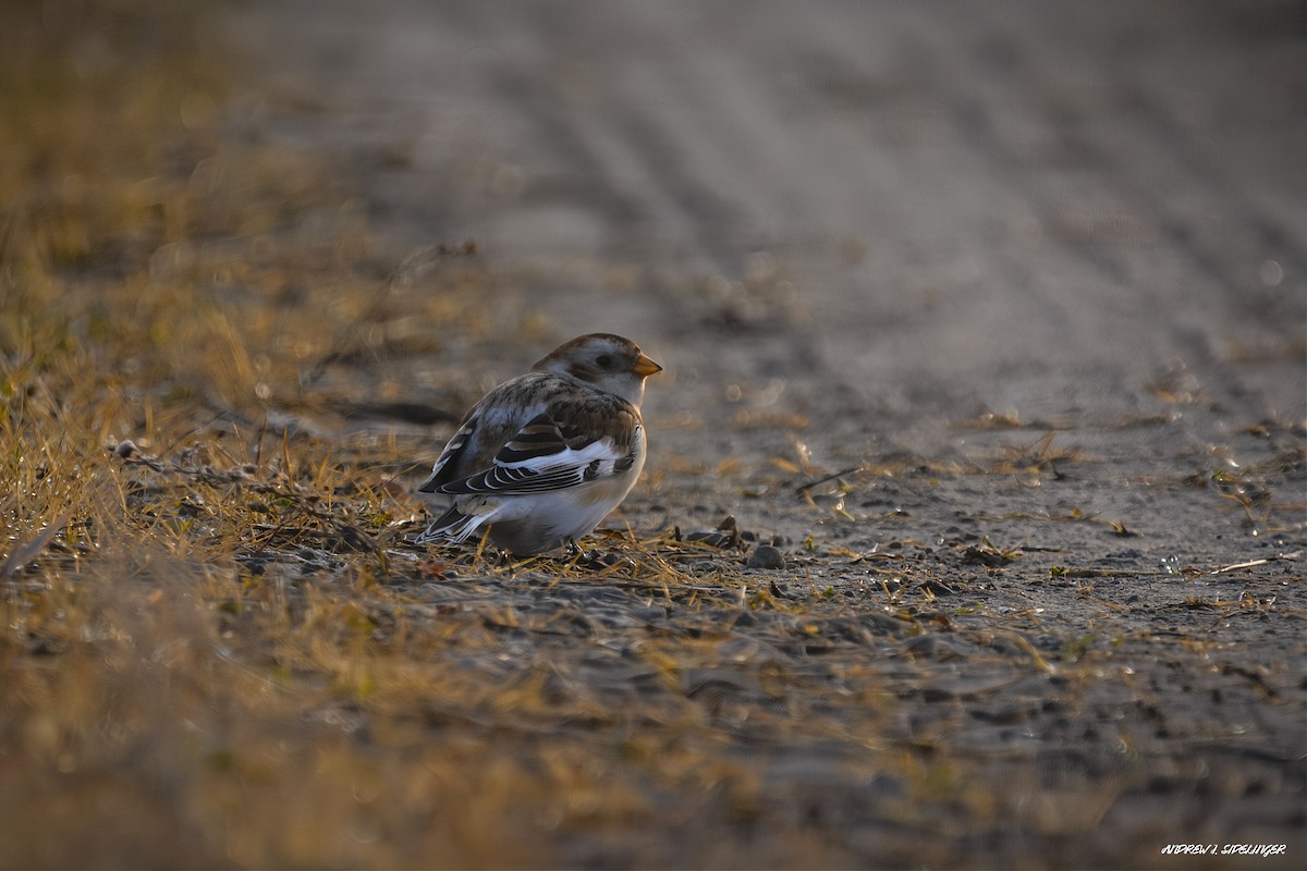 Plectrophane des neiges - ML644558204