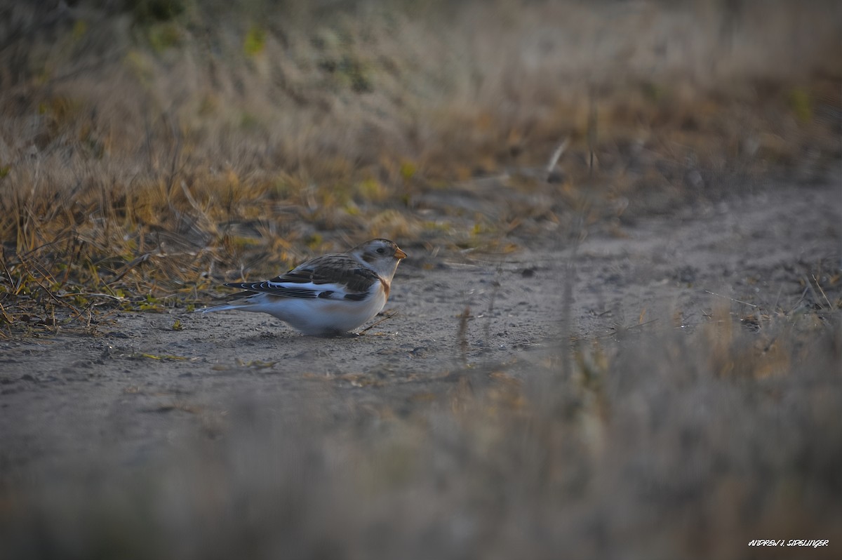 Plectrophane des neiges - ML644558205