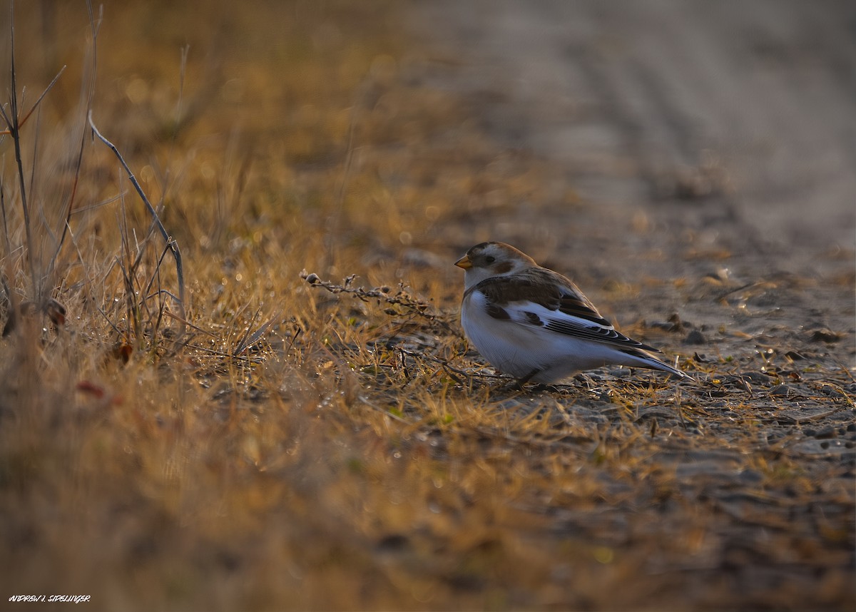 Plectrophane des neiges - ML644558206