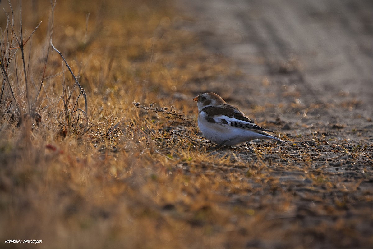 Plectrophane des neiges - ML644558207