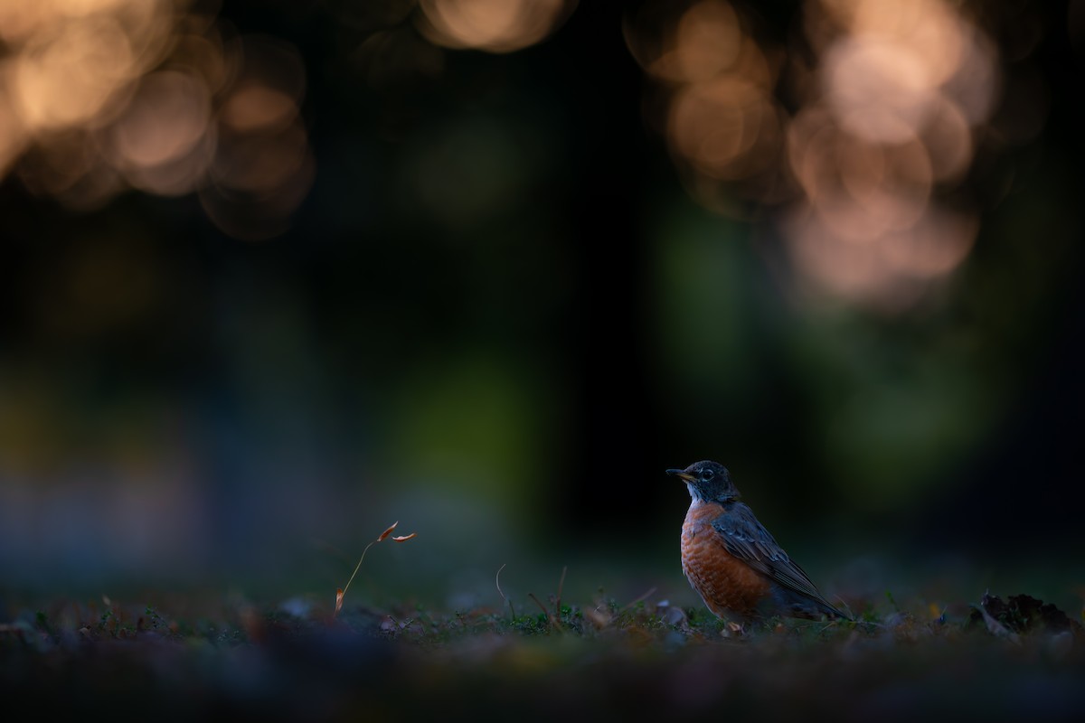 קיכלי נודד - ML644558210