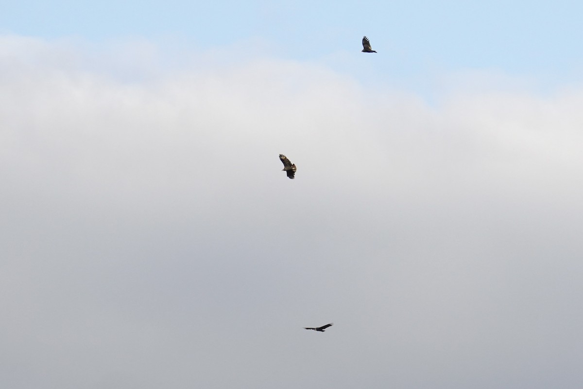 Urubu noir - ML644558211