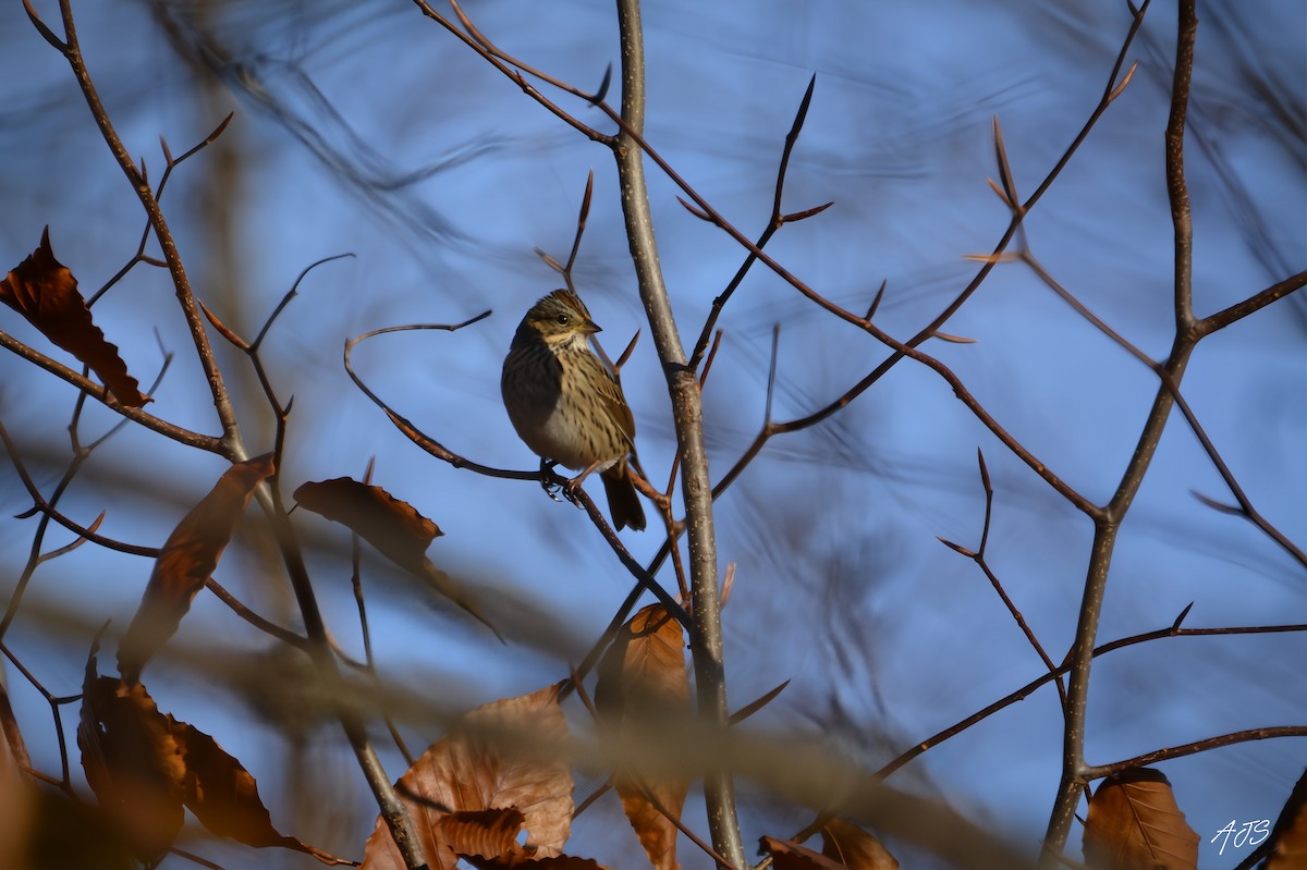 strnadec pruhohlavý - ML644558217