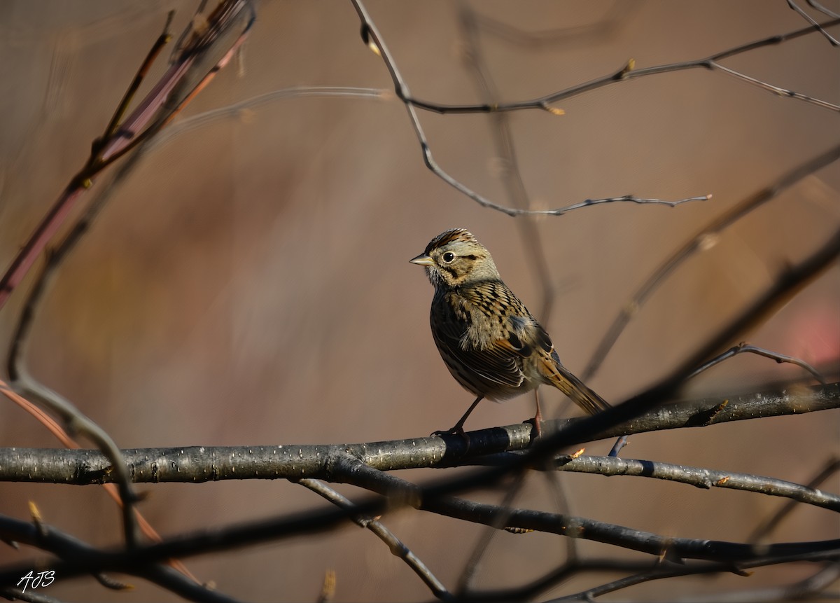 strnadec pruhohlavý - ML644558218