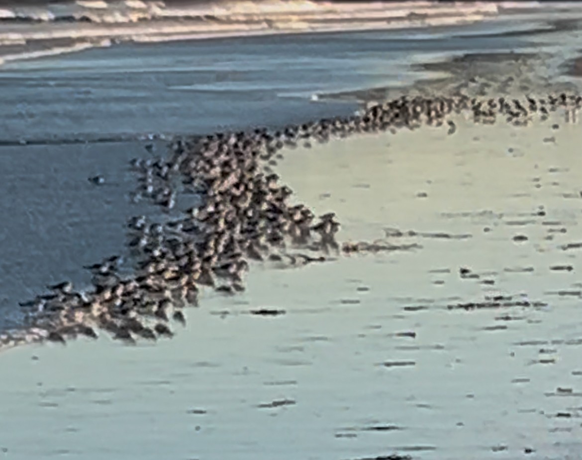 Ak Kumkuşu - ML644558219